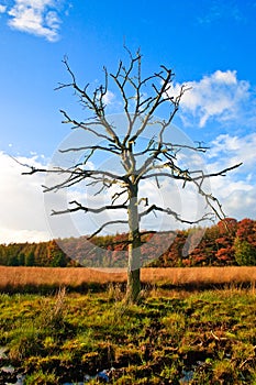 Colorful autumn leaves on trees with dead tree