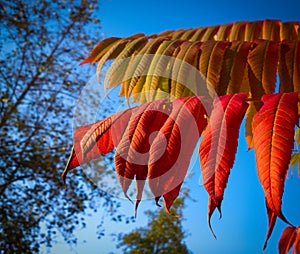 Colorful autumn leaves on the trees in nature.