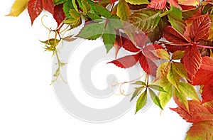 Colorful autumn leaves of Virginia creeper