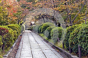 Colorful autumn leaves on walking path in a park