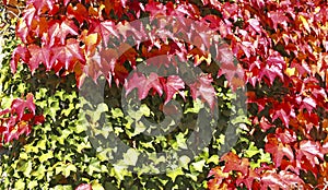 Colorful autumn leaves on a wall background