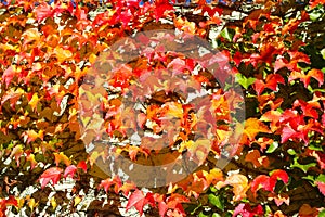 Colorful autumn leaves on a wall background