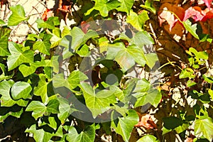 Colorful autumn leaves on a wall background