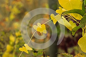 Colorful autumn leaves wallpaper, beautiful nature. Blurred yellow and red background