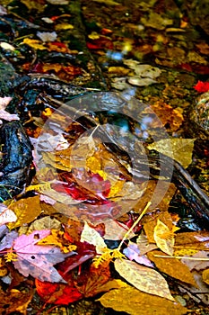 Colorful Autumn Leaves in Water