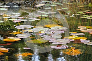 Acqua giglio un autunno foglie 