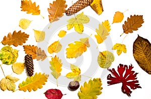 Colorful autumn leaves on white background.