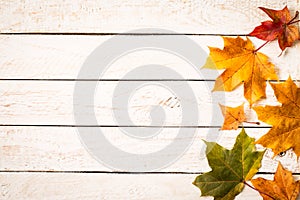 Colorful autumn leaves on white rustic background