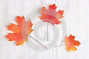 Colorful autumn leaves on white rustic wood background. Top view