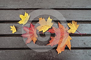 Colorful autumn leaves on wooden bench close-up, top view, natural seasonal background