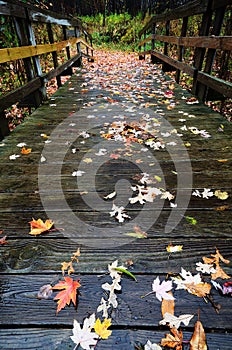 Colorful Autumn Leaves on a Wooden Foot Bridge