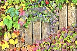 Colorful autumn leaves on a wooden wall background