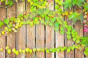 Colorful autumn leaves on a wooden wall background
