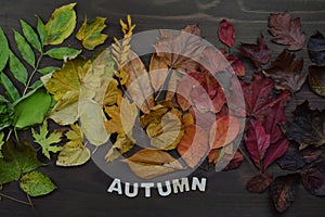 Colorful autumn leaves with word AUTUMN