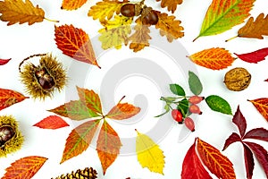 Colorful autumn leaves and yields pattern isolated on white background. flat lay, overhead view photo