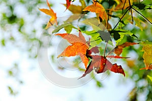 Colorful autumn maple leaf