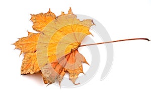 Colorful autumn maple leaf isolated on white background