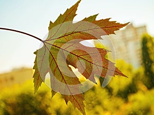 Colorful autumn maple leaf on white.