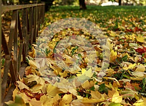 Colorful autumn maple leaves on the ground soft focus photography. Natural fall pattern background. Garden in sunny autumn day