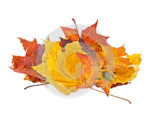 A colorful autumn maple leaves. Isolate on the white background