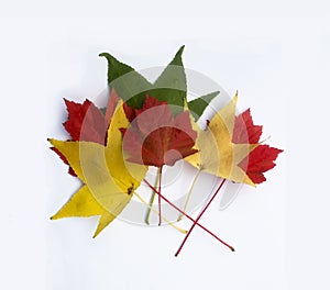 Colorful autumn maple leaves with white background