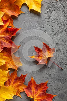 Colorful autumn marple leaves on gray concrete