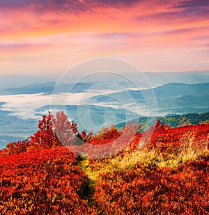 Colorful autumn morning in the Carpathian mountains