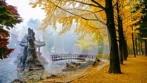 Colorful autumn at Nami island, South Korea.