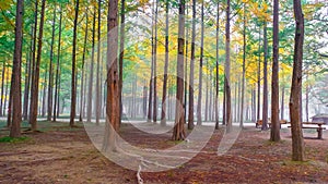 Colorful autumn at Nami island, South Korea.