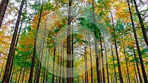 Colorful autumn at Nami island, South Korea.