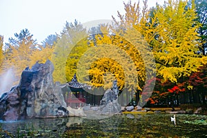 Colorful autumn at Nami island, South Korea.