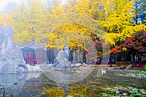 Colorful autumn at Nami island, South Korea.