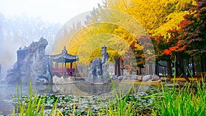 Colorful autumn at Nami island, South Korea.