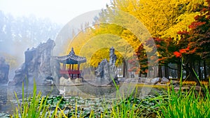 Colorful autumn at Nami island, South Korea.