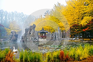 Colorful autumn at Nami island, South Korea.