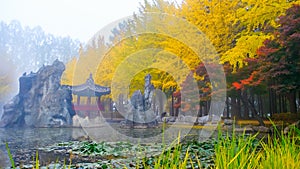 Colorful autumn at Nami island, South Korea.