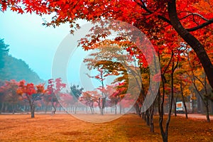 Colorful autumn at Nami island, South Korea.