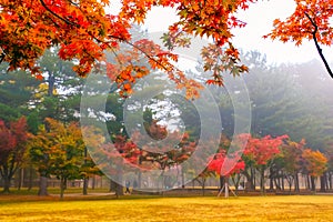 Colorful autumn at Nami island, South Korea.