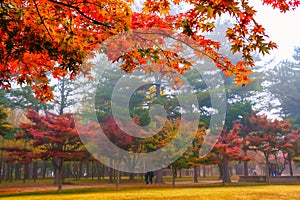 Colorful autumn at Nami island, South Korea.