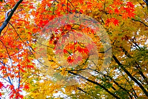 Colorful autumn at Nami island, South Korea.