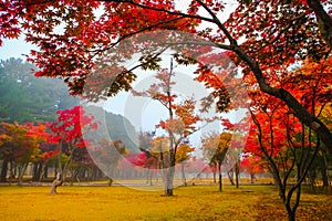 Colorful autumn at Nami island, South Korea.