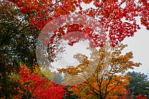 Colorful autumn at Nami island, South Korea.