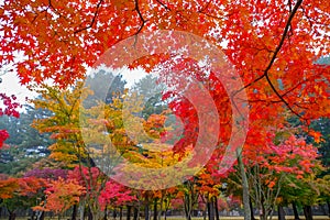 Colorful autumn at Nami island, South Korea.