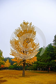 Colorful autumn at Nami island, South Korea.