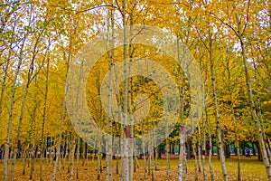 Colorful autumn at Nami island, South Korea.