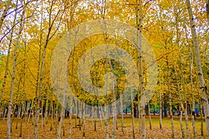 Colorful autumn at Nami island, South Korea.