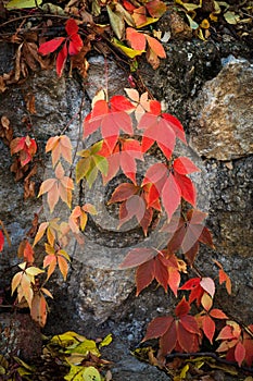 Colorful autumn natural background clamberer leaves on rock