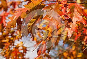 Colorful Autumn Oak leaves