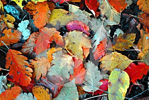 Colorful autumn oak leaves on the ground, top view, natural background