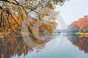 Colorful autumn park. Autumn trees with yellow leaves in the autumn park